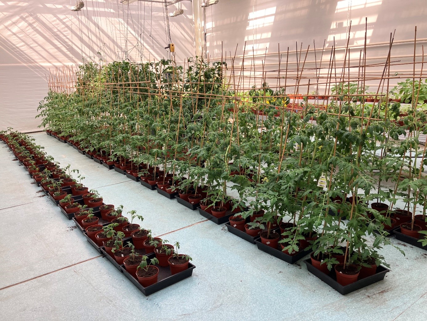 Tomato plants at psb